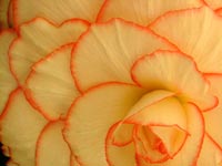 begonia-mardi-gras-petals