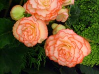 begonias-foliage