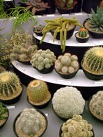 cacti-display