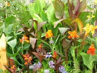 cannas