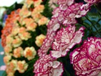 carnations-flower-show