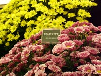 chrysanthemum-display