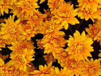 chrysanthemums