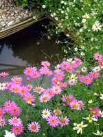 cottage-garden-flowers