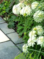 dahlias-garden-paving