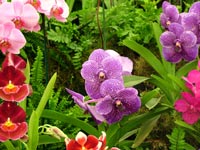 display-orchids