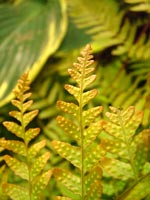 fern-hosta