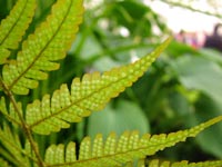 fern-leaf-closeup