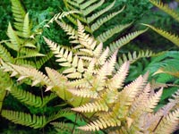 ferns