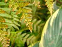 ferny-hosta