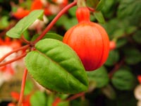 fuschia-flower-ball