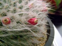 hairy-cacti