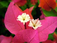 indian-flame-bush-flowers