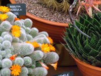 orange-flowering-cacti