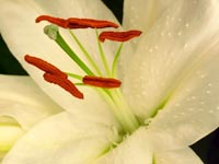 orchid-stamen-closeup