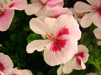 pelargonium