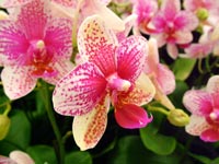 phalaenopsis-brother-sally-taylor