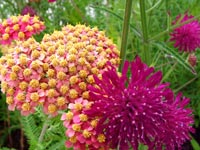 pink-and-purple-flowers