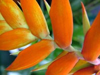 tillandsia-dyeriana-closeup