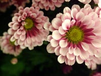 tube-petalled-chrysanthemum