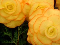 variegated-begonia-flowers