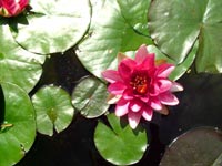 water-lily-sun