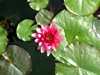 water-lily