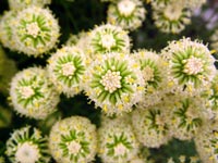 white-flower-detail