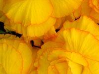 yellow-begonias