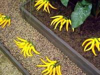 yellow-chillis