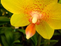 yellow-moth-orchid