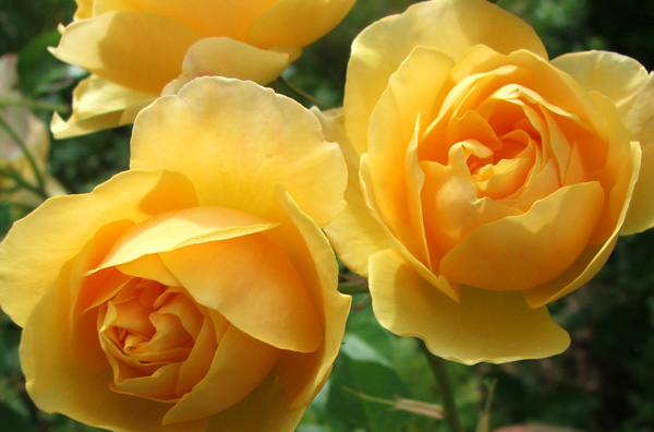 الورد الاصفر - لون الغيره