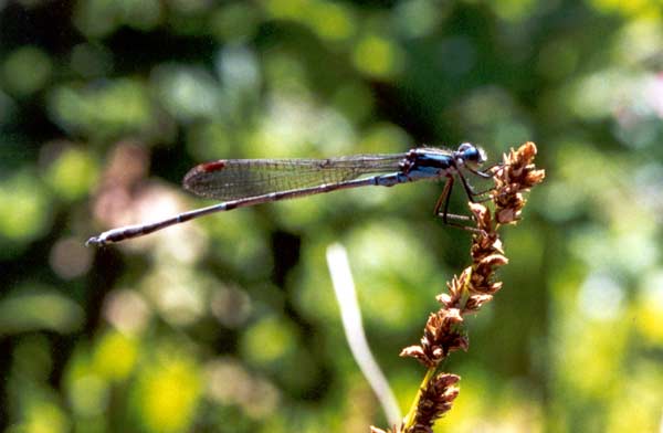  Many insects buzz and hover around the pond in spring and summer. 